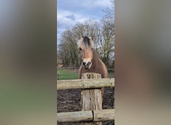 Fjord Horses, Gelding, 11 years, 14,1 hh, Dun