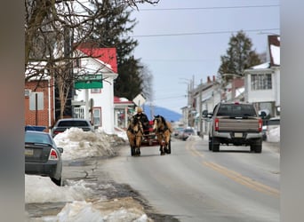 Fjord Horses Mix, Gelding, 12 years, 13.3 hh, Buckskin
