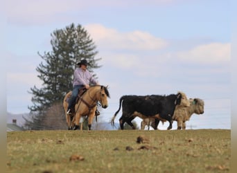 Fjord Horses Mix, Gelding, 12 years, 13,3 hh, Buckskin