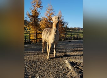 Fjord Horses, Gelding, 12 years, 14,1 hh, Dun