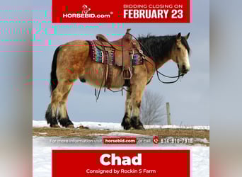 Fjord Horses Mix, Gelding, 13 years, 13,2 hh, Buckskin