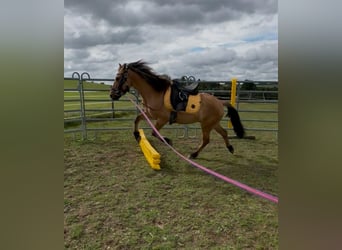 Fjord Horses Mix, Gelding, 13 years, 13,3 hh, Dun