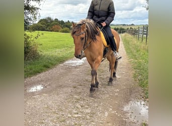 Fjord Horses Mix, Gelding, 13 years, 13,3 hh, Dun