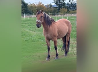 Fjord Horses Mix, Gelding, 13 years, 13,3 hh, Dun