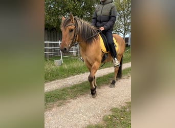 Fjord Horses Mix, Gelding, 13 years, 13,3 hh, Dun