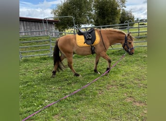 Fjord Horses Mix, Gelding, 13 years, 13,3 hh, Dun