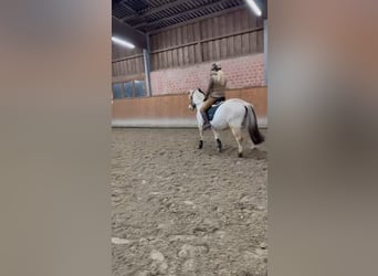 Fjord Horses, Gelding, 13 years, 14,1 hh, Buckskin