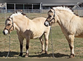 Fjord Horses, Gelding, 13 years, 14.3 hh, Buckskin