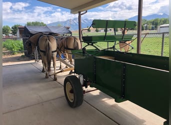 Fjord Horses, Gelding, 13 years, 14.3 hh, Buckskin