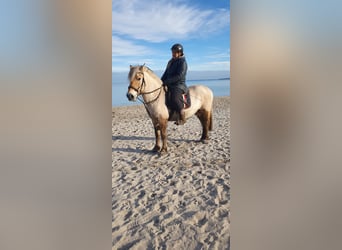 Fjord Horses, Gelding, 13 years, 14 hh, Buckskin