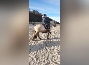 Fjord Horses, Gelding, 13 years, 14 hh, Buckskin