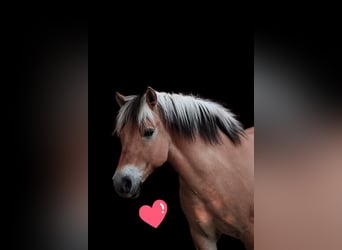 Fjord Horses, Gelding, 13 years, 14 hh
