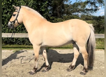 Fjordpferde, Wallach, 14 Jahre, 14,1 hh, Falbe