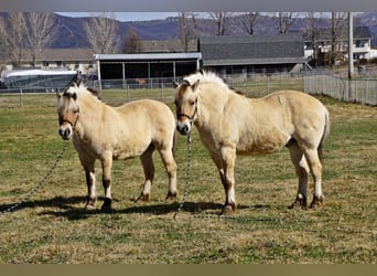 Fjord Horses, Gelding, 14 years, 14.3 hh, Buckskin