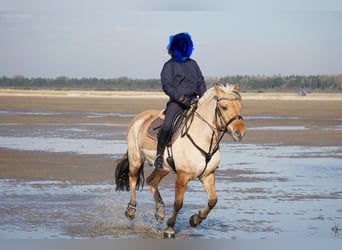 Fjord Horses, Gelding, 14 years, 14,1 hh, Dun