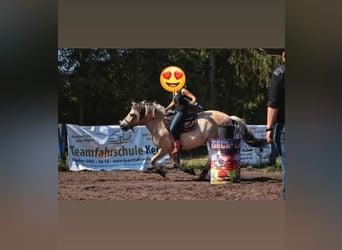 Fjord Horses, Gelding, 14 years, 14,3 hh, Dun