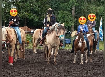 Fjord Horses, Gelding, 14 years, 14,3 hh, Dun