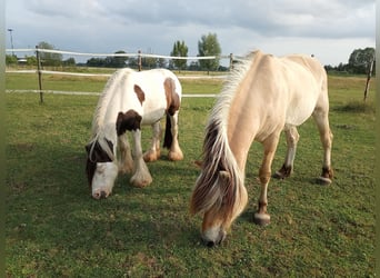 Fjord Horses, Gelding, 14 years, 14,3 hh, Dun
