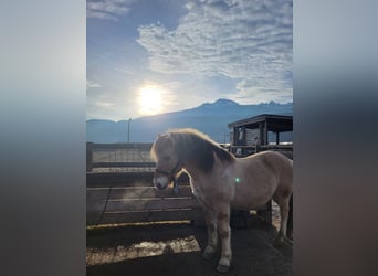 Fjord Horses, Gelding, 15 years, 14,1 hh, Dun