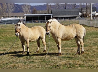 Fjord Horses, Gelding, 15 years, 14,3 hh, Buckskin