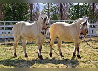 Fjord Horses, Gelding, 15 years, 14,3 hh, Buckskin