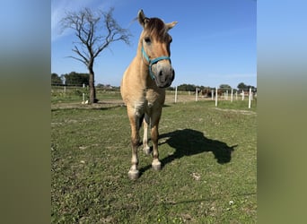 Fjord Horses, Gelding, 15 years, 15,1 hh, Red Dun