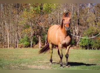 Fjord Horses, Gelding, 16 years, 14.3 hh, Buckskin