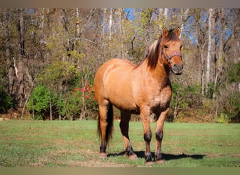 Fjord Horses, Gelding, 16 years, 14.3 hh, Buckskin