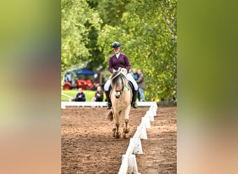 Fjord Horses, Gelding, 16 years, 14,1 hh, Dun