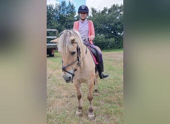 Fjord Horses, Gelding, 17 years, 13,3 hh, Dun