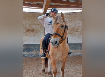 Fjord Horses, Gelding, 17 years, 13,3 hh, Dun