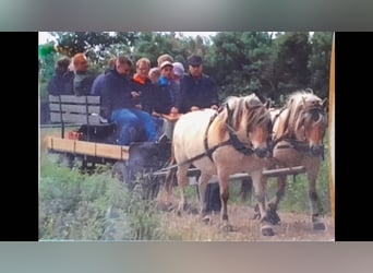 Fjord Horses, Gelding, 17 years, 14.1 hh