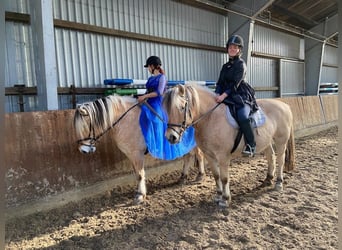 Fjord Horses, Gelding, 17 years, 14.1 hh