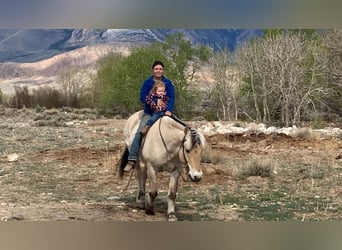Fjord Horses, Gelding, 17 years, 14 hh, Dun
