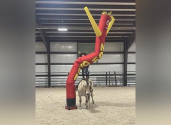 Fjord Horses, Gelding, 17 years, 14 hh, Dun
