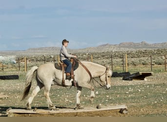 Fjord Horses, Gelding, 17 years, 14 hh, Dun