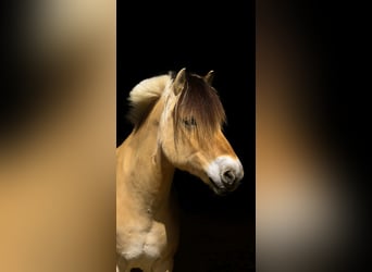 Fjord Horses, Gelding, 18 years, 14,1 hh, Dun