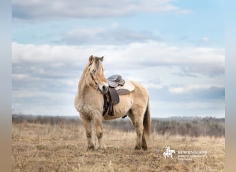Fjord Horses, Gelding, 18 years, Dun