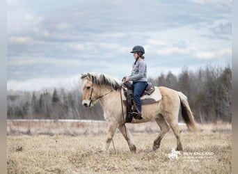 Fjord Horses, Gelding, 18 years, Dun