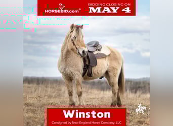 Fjord Horses, Gelding, 18 years, Dun