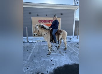 Fjord Horses, Gelding, 18 years, Dun