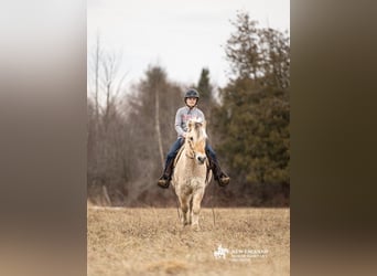 Fjord Horses, Gelding, 18 years, Dun