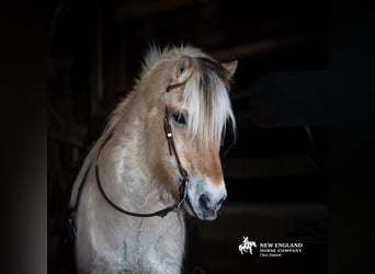 Fjord Horses, Gelding, 18 years, Dun