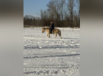 Fjord Horses, Gelding, 18 years, Dun