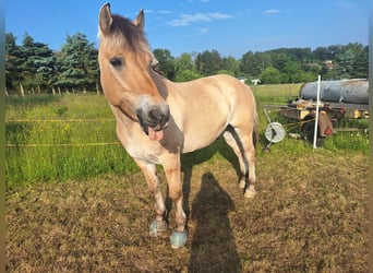 Fjord Horses, Gelding, 19 years, 14,2 hh, Dun