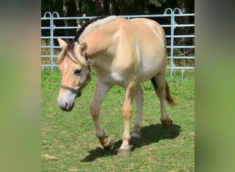 Fjord Horses, Gelding, 1 year, 14.1 hh