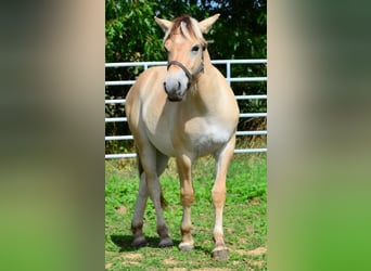 Fjord Horses, Gelding, 1 year, 14.1 hh