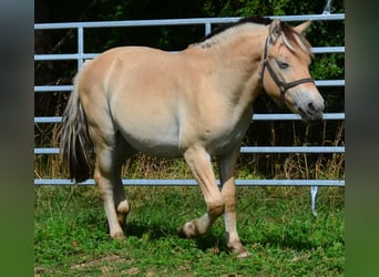 Fjord Horses, Gelding, 1 year, 14.1 hh