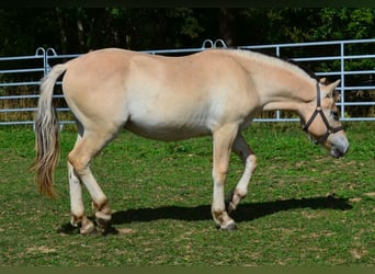 Fjord Horses, Gelding, 1 year, 14.1 hh