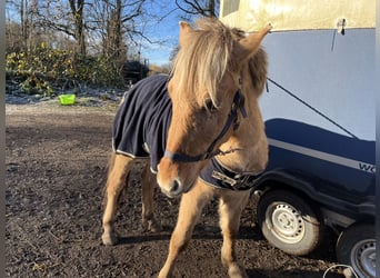 Fjord Horses, Gelding, 1 year, 14 hh, Dun